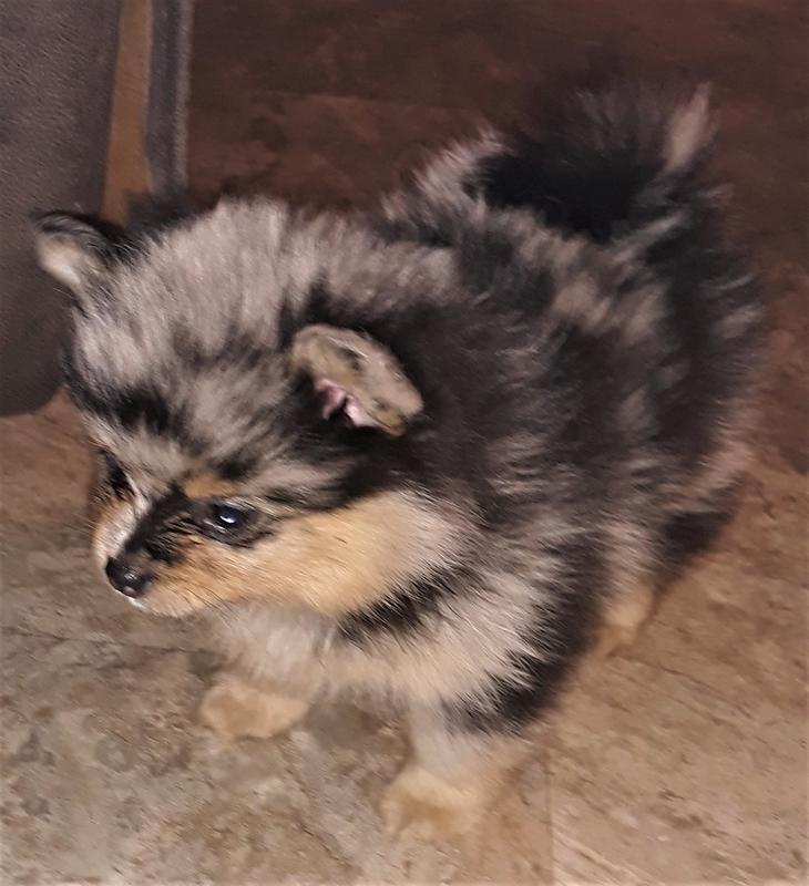 pomeranian website