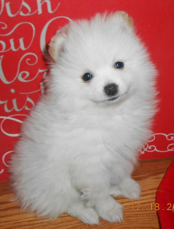 Merle Pomeranian Puppies for Sale Texas