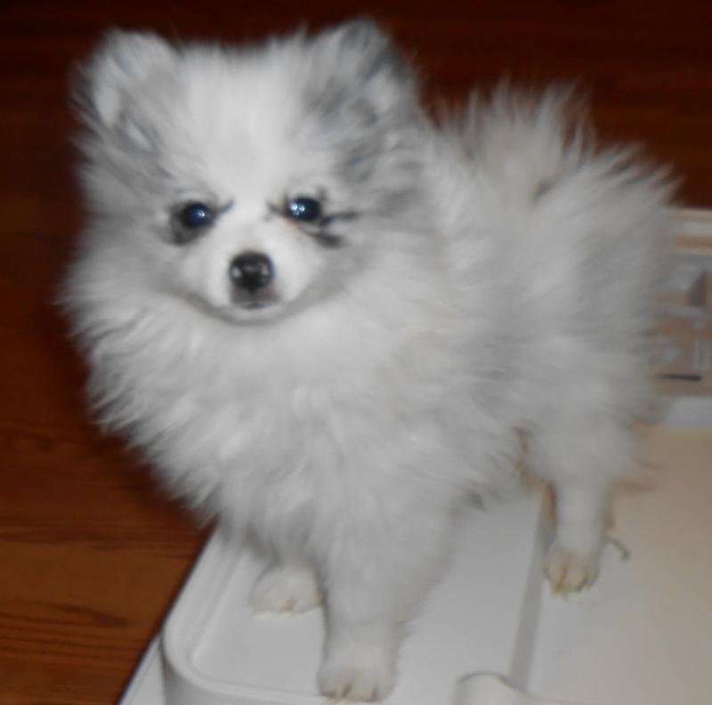 Merle Pomeranian Puppies for Sale Texas