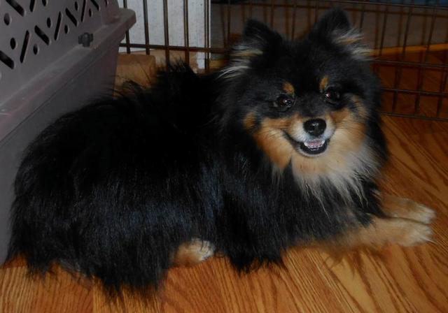 Merle Pomeranian Puppies for Sale Texas