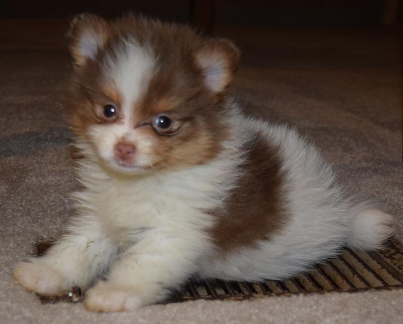 Merle Pomeranian Puppies for Sale Texas