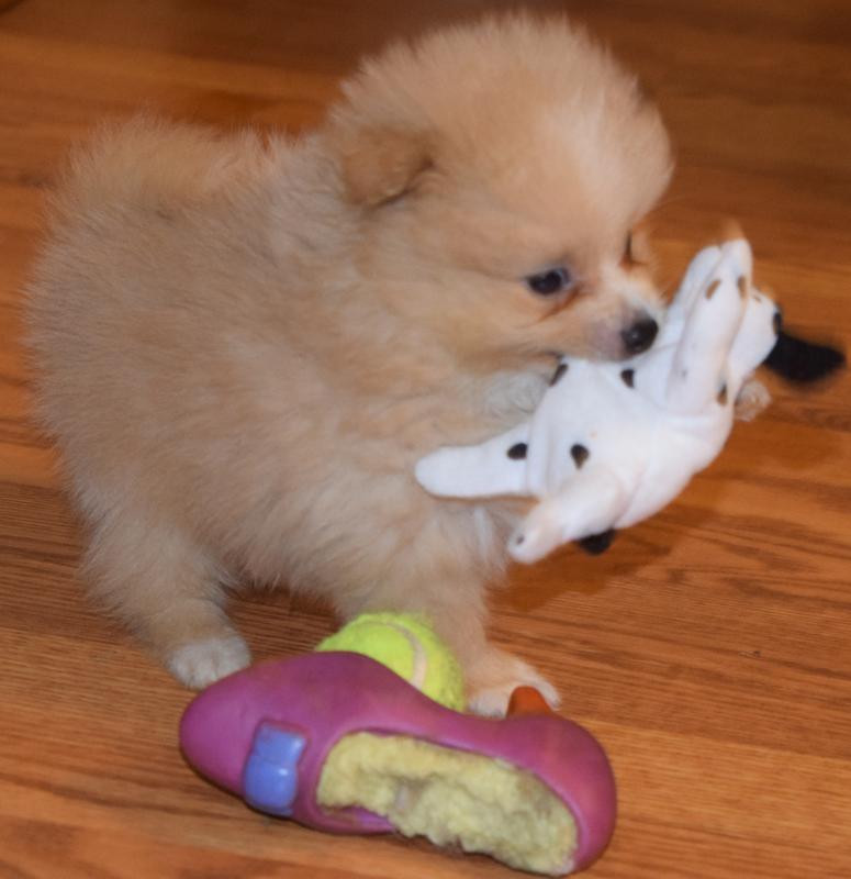 Merle Pomeranian Puppies for Sale Texas