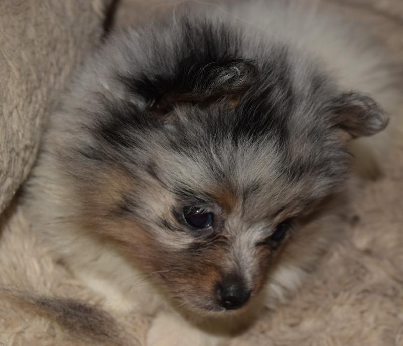Merle Pomeranian Puppies for Sale Texas