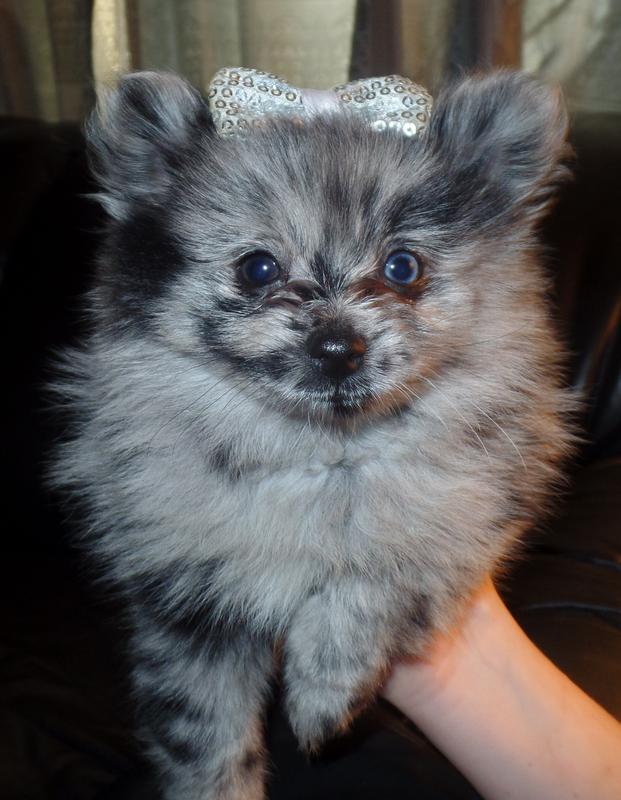 Merle Pomeranian Puppies for Sale Texas