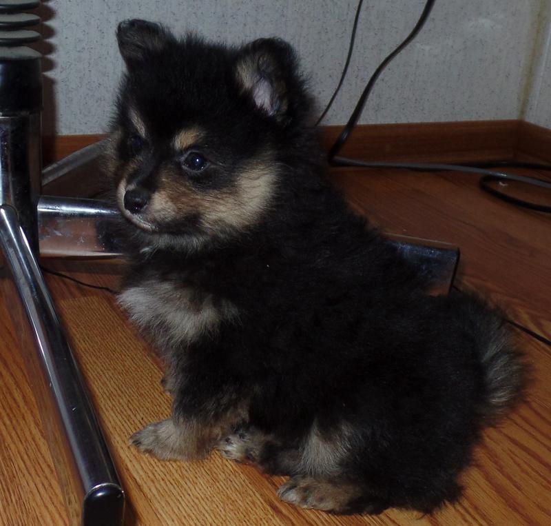 Merle Pomeranian Puppies for Sale Texas