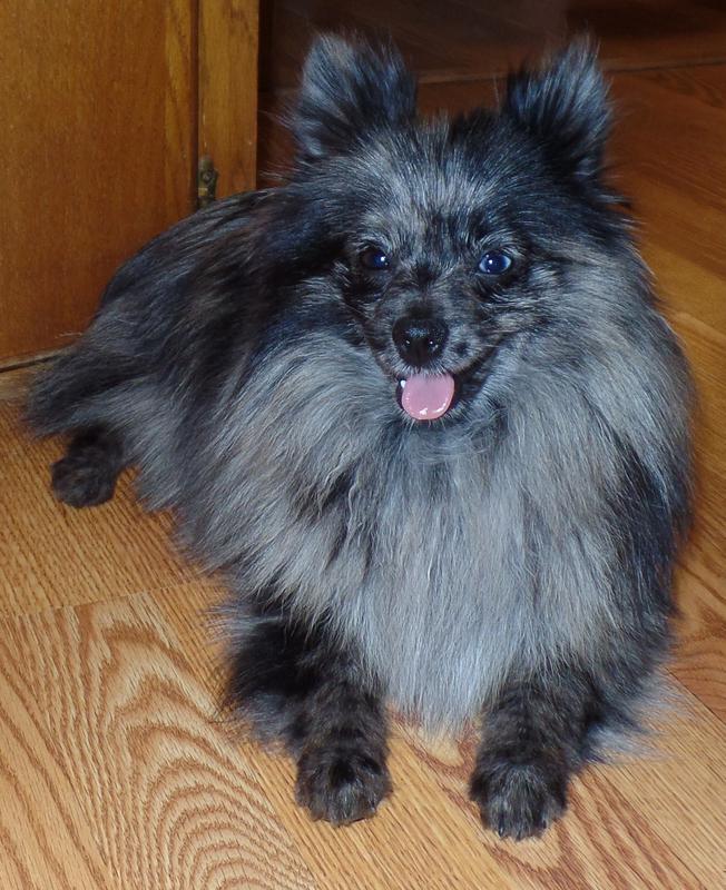 Merle Pomeranian Puppies for Sale Texas