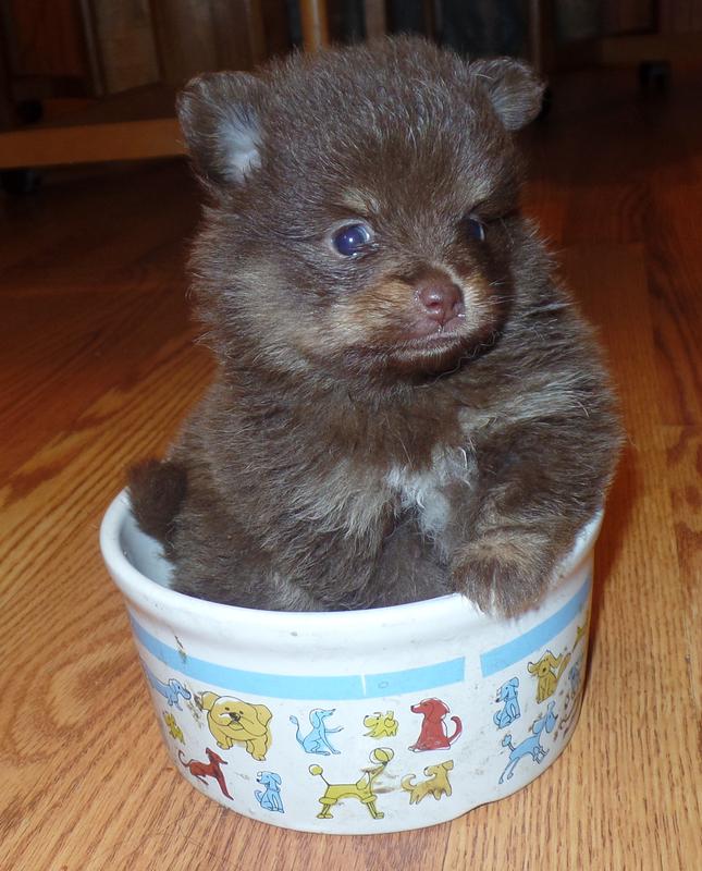 Merle Pomeranian Puppies for Sale Texas