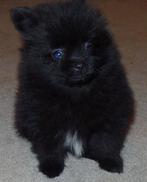 Merle Pomeranian Puppies for Sale Texas